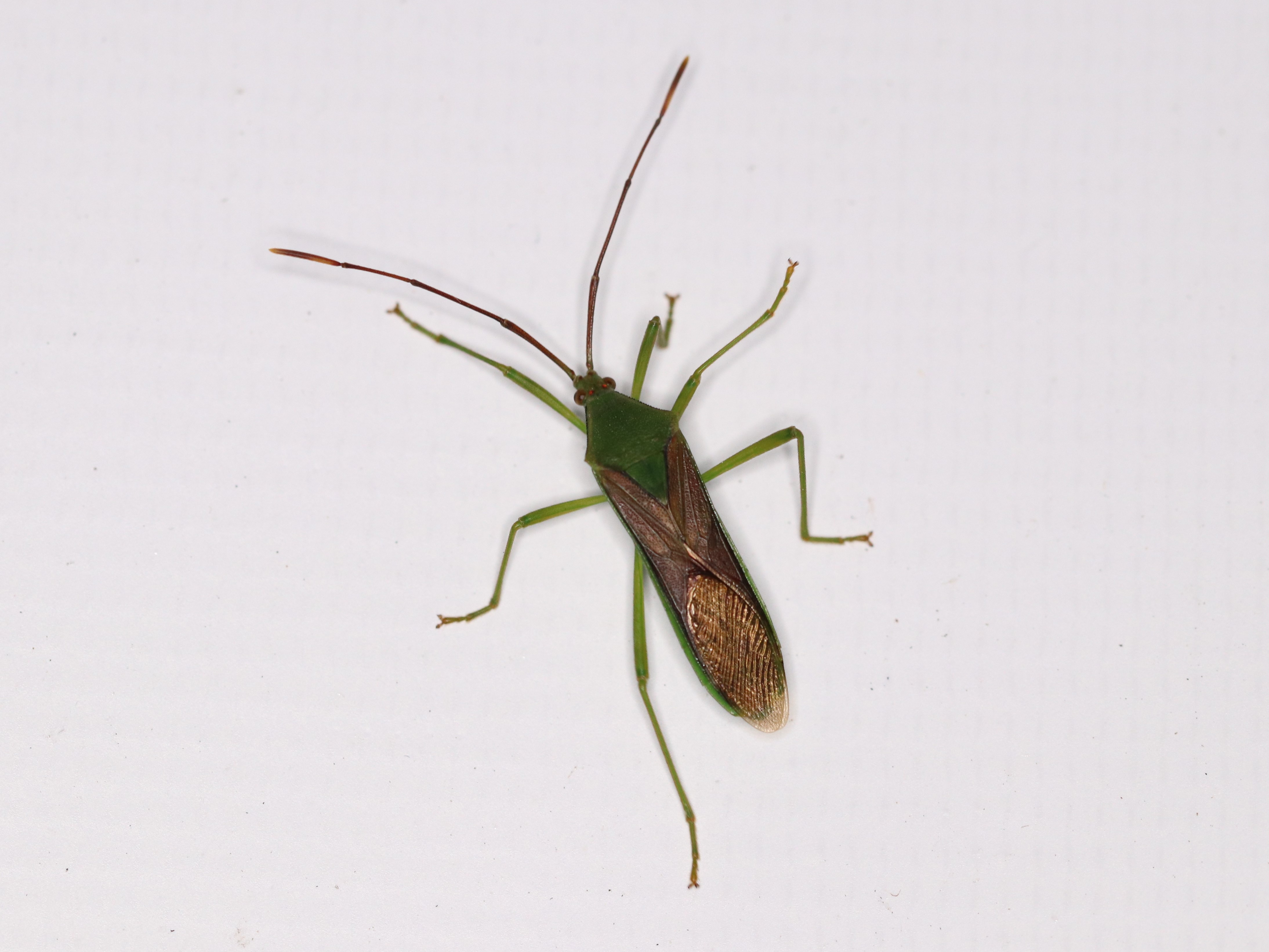 灯火に飛来したオオクモヘリカメムシ